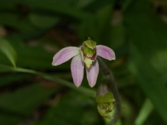 Caladenia variegata
