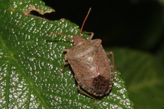 Euschistus conspersus