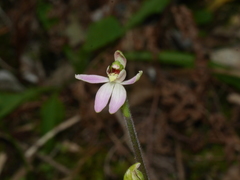 Caladenia variegata