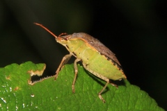 Euschistus conspersus