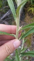 Pseudognaphalium attenuatum