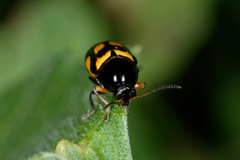 Cryptocephalus anticus