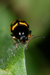 Cryptocephalus anticus