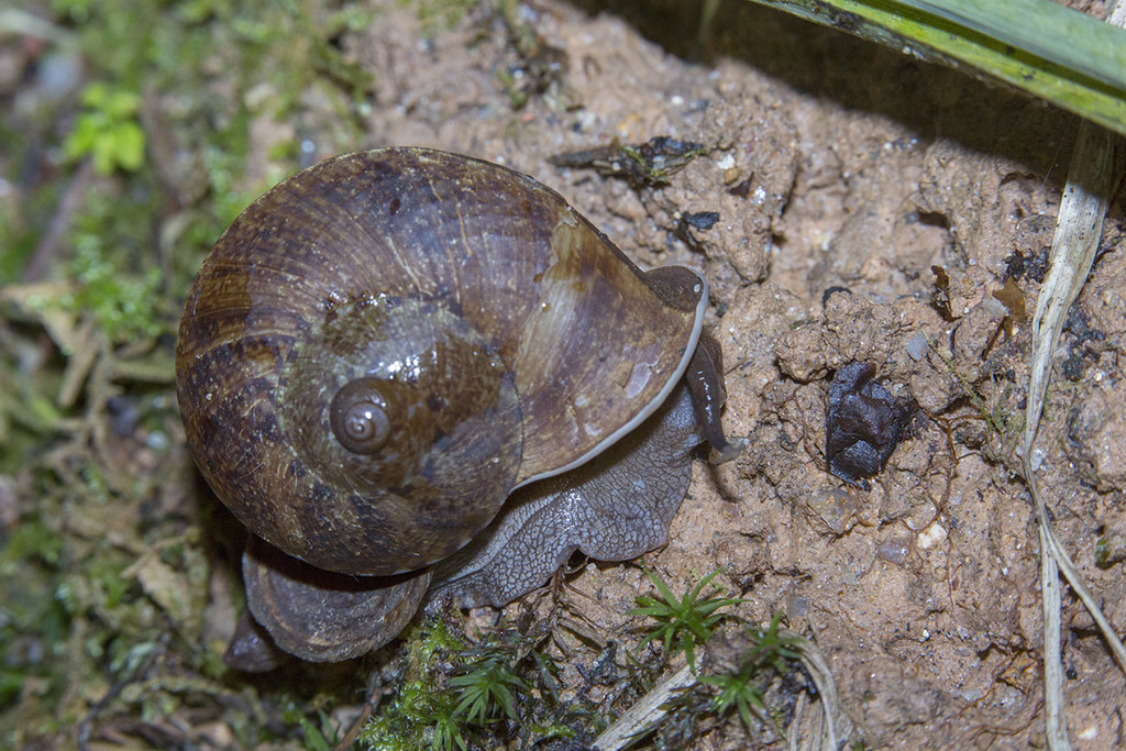 Cyclophorus perdix