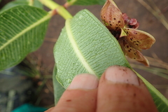 Pachycarpus natalensis