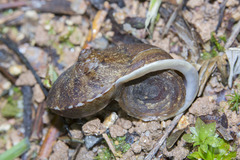 Cyclophorus perdix