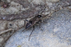 Rhyparochromus vulgaris