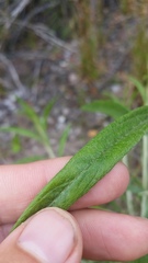 Pseudognaphalium attenuatum