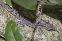 Cyrtodactylus