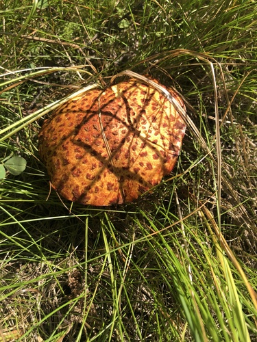Suillus spectabilis