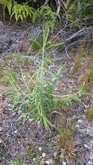 Pseudognaphalium attenuatum