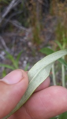 Pseudognaphalium attenuatum
