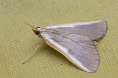 Pylartes subcostalis