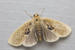 Scaptesylodes modica