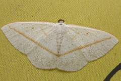 Lomographa luciferata