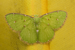 Chlorochromodes dialitha