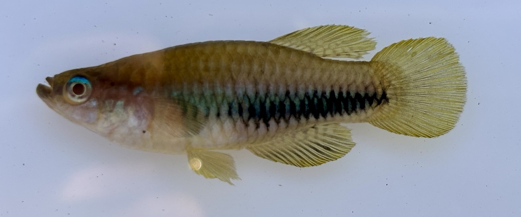 Katanga lampeye (Lacustricola katangae) — Poeciliidae