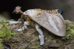 Scopelodes pallivittata