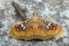 Sameodes pictalis