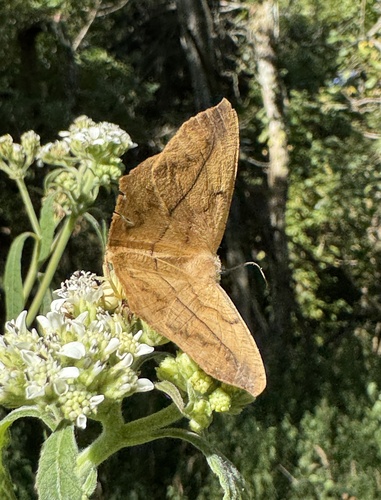 Large Maple Spanworm Moth, Elk Lick Falls Rd, Lexington, KY, US, photo 9 of 10