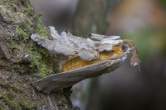 Scopelodes pallivittata