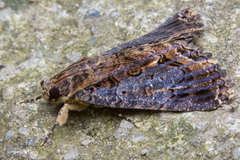 Ercheia