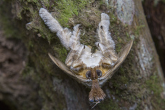 Scopelodes pallivittata