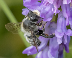 Megachile frigida