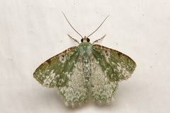 Eucyclodes albisparsa