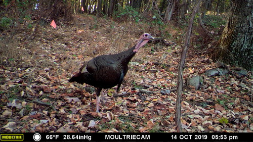 Wild Turkey photographed in Pennsylvania