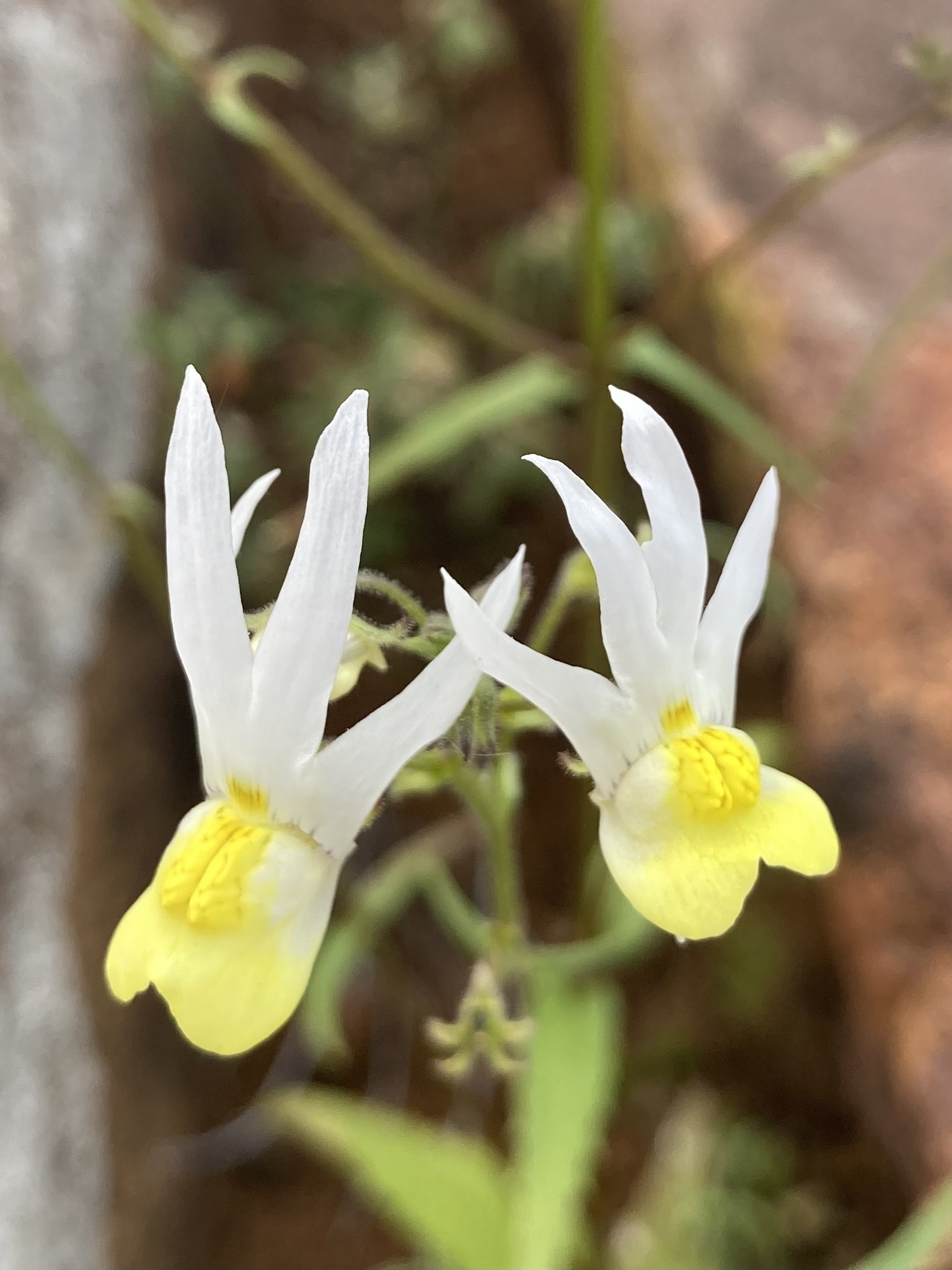 Yellowmouth Lionface (Nemesia anisocarpa)