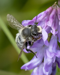 Megachile frigida