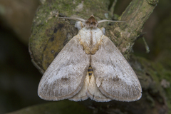 Scopelodes pallivittata