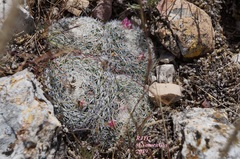 Mammillaria perbella