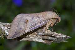 Thyas coronata
