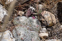 Mammillaria perbella