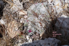 Mammillaria perbella