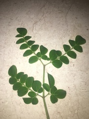 Moringa drouhardii