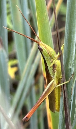 Two-striped Mermiria photo 6