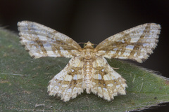 Fritillerinnys clathraria