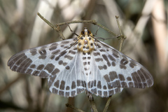 Pogonopygia nigralbata