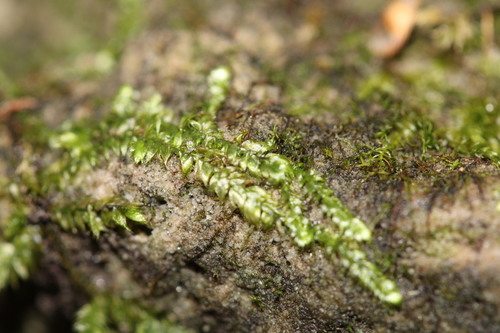 Taxiphyllum deplanatum, 2019-10-09