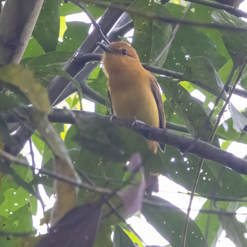 Ochraceous Attila (Attila torridus), photo 2