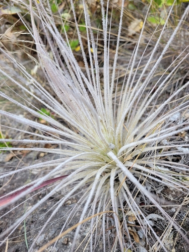 fuzzy air plant (Tillandsia tectorum)