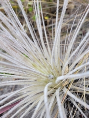 Tillandsia tectorum, photograph Matthew Franz, CC0, iNaturalist via GBIF