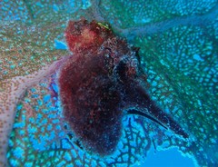 Pteria colymbus