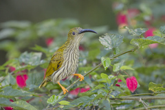 Streaked Spiderhunter photo 2