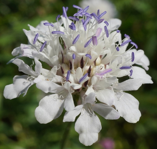 Cephalaria transsylvanica (Cephalaria transsylvanica)