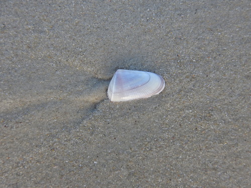 Donax hanleyanus