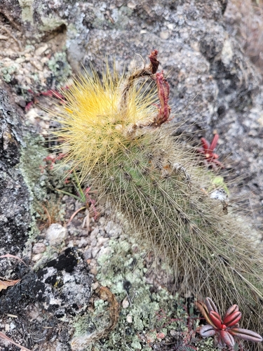 Borzicactus icosagonus